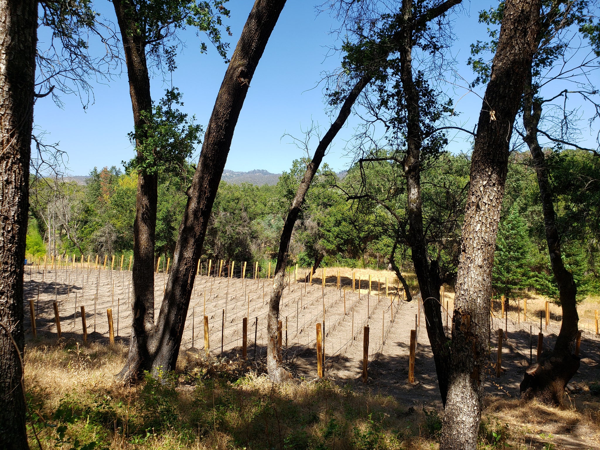 We Planted a Vineyard!